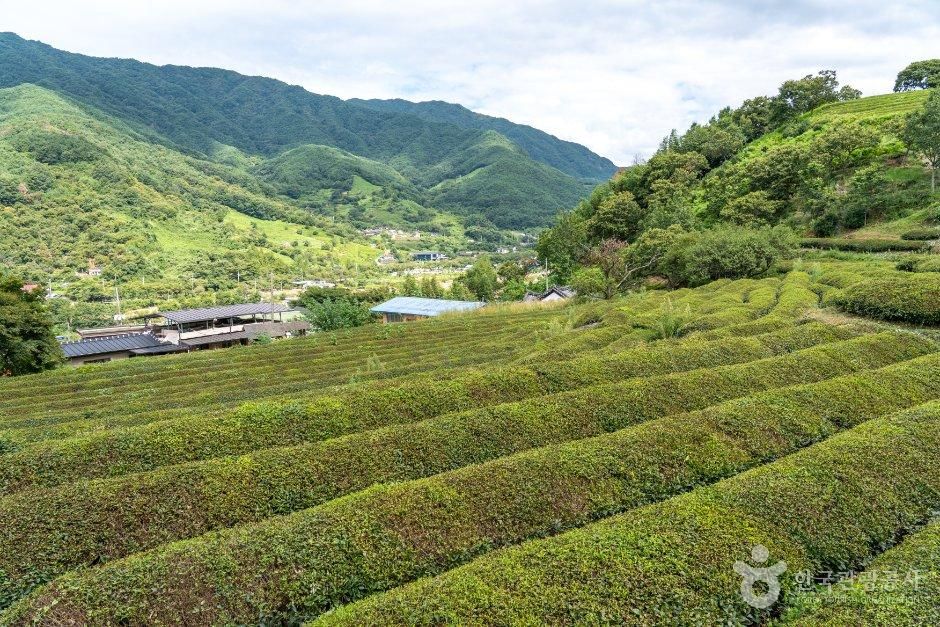 경남_하동군_화개동천 야생차밭 (2).jpg