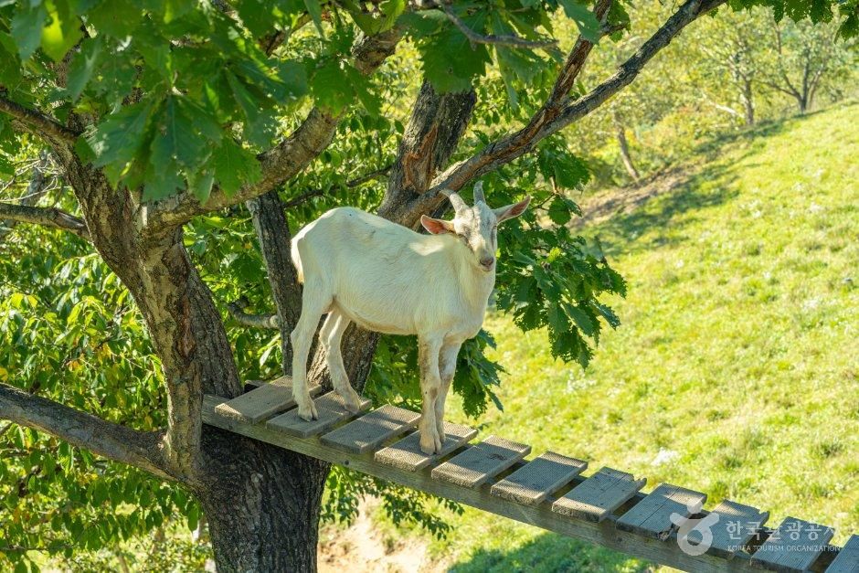 몽토랑 산양목장