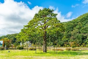 보은 속리 정이품송