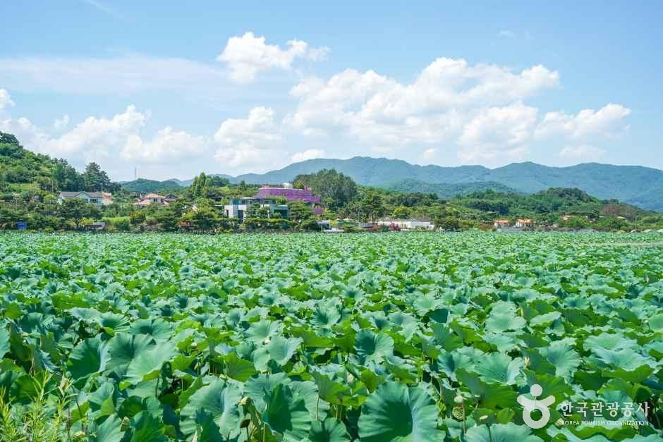 청도_유등연지 (7).jpg