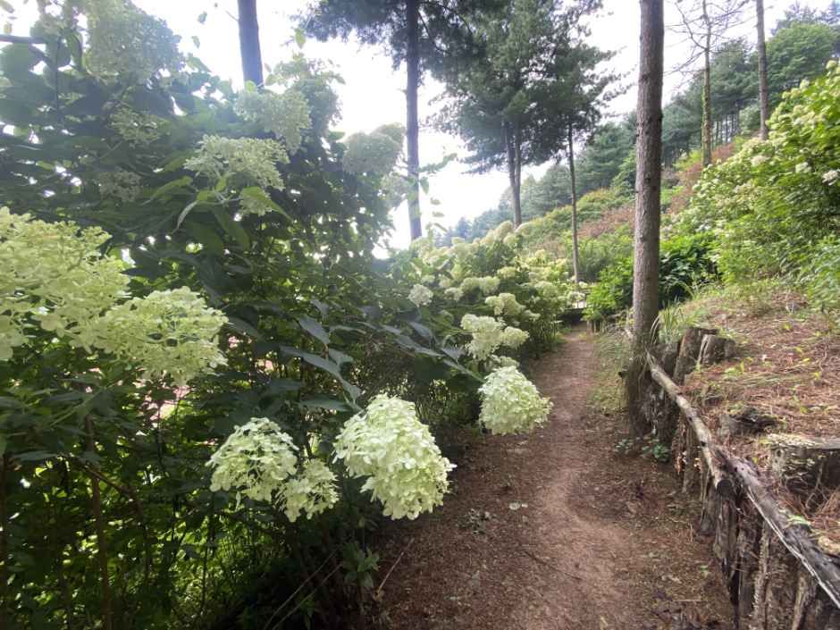 아름다운정원 화수목 사진 2