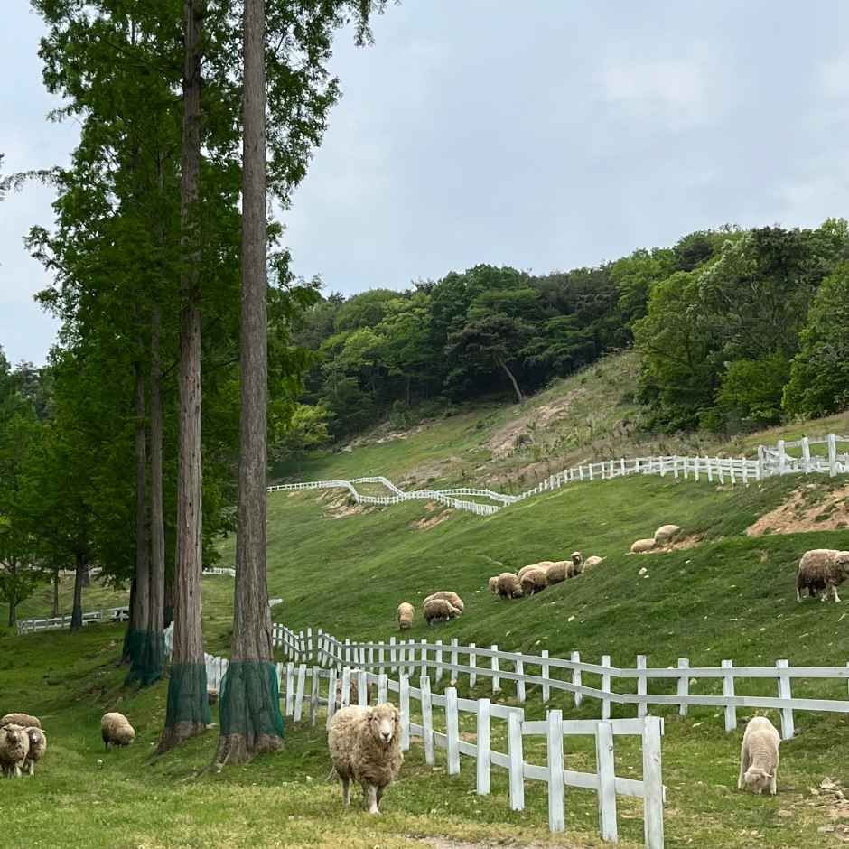 전남광주_송산목장 (3).jpg