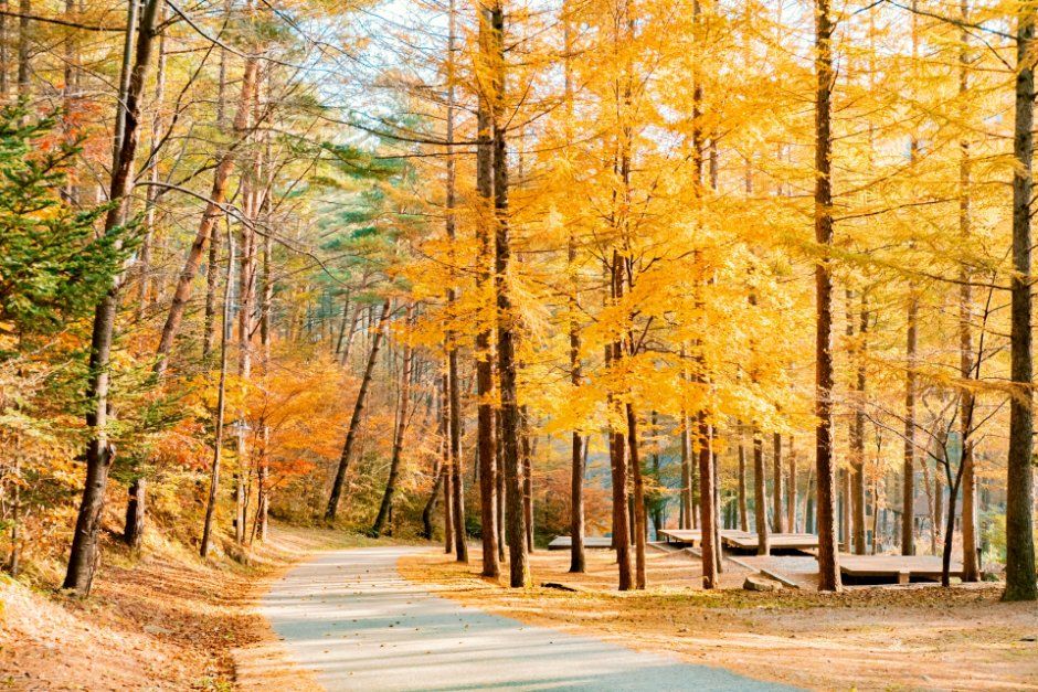 Cheongoksan National Recreational Forest