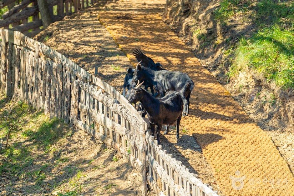 몽토랑 산양목장