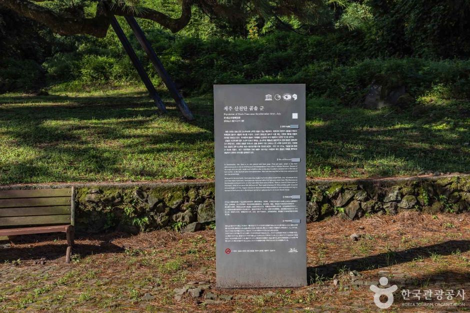 山川坛 黑松