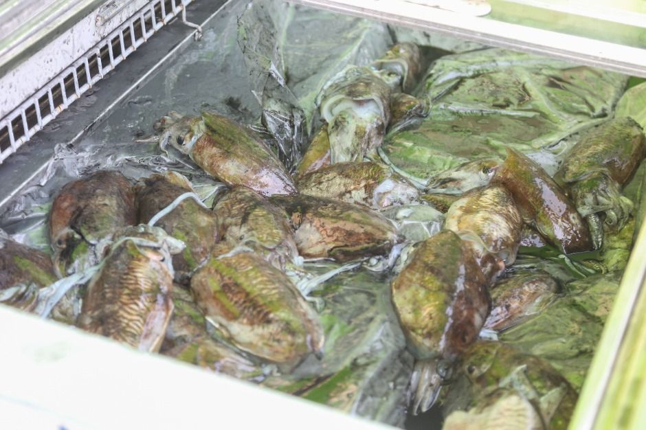 長項港 水産物 コルガプ祭り