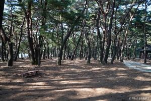 하동송림공원
