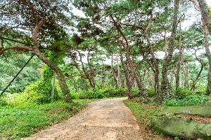 천년의숲길