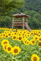 난정리 해바라기마을 정원 (1)