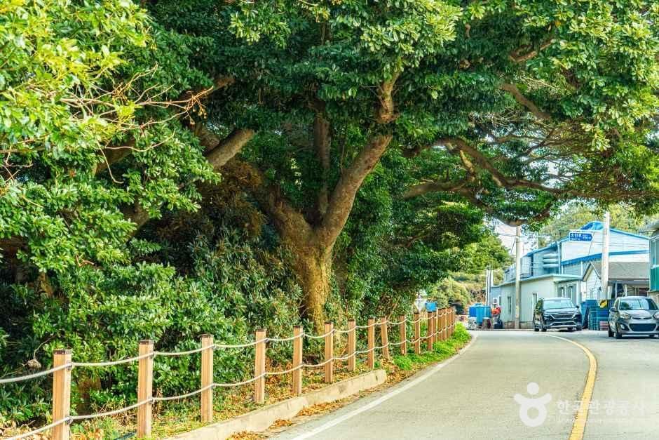 완도 맹선리 상록수림