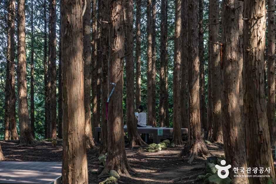 아라동 치유의 숲