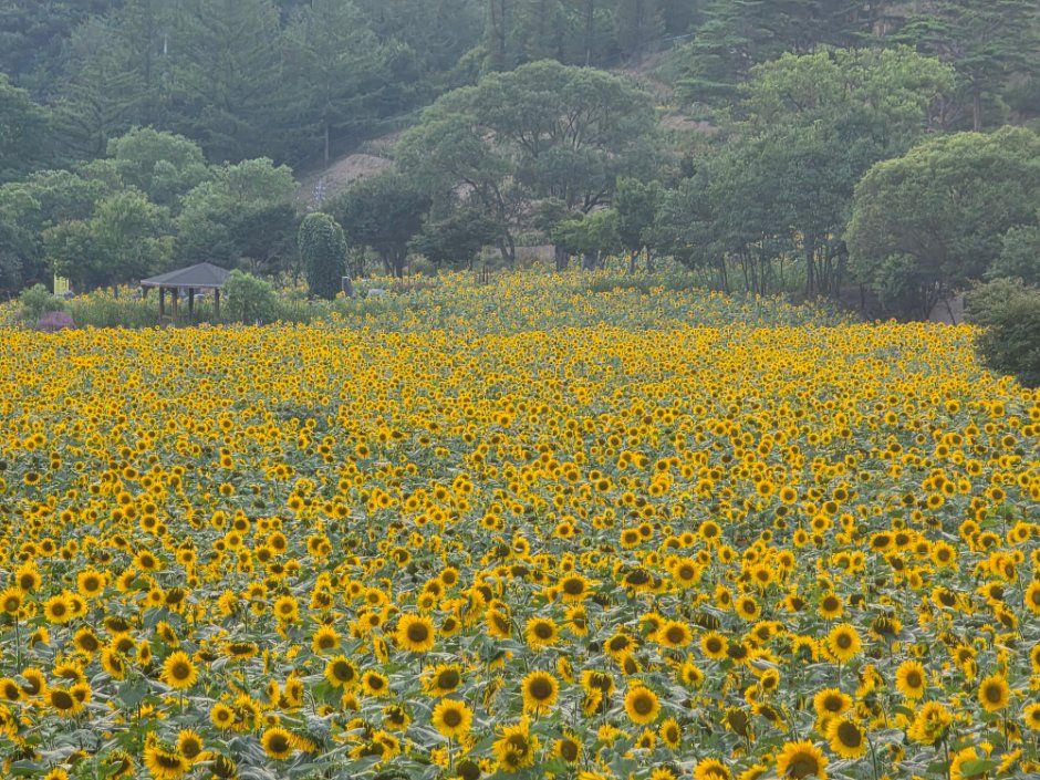 Taebaek Sunflower Festival