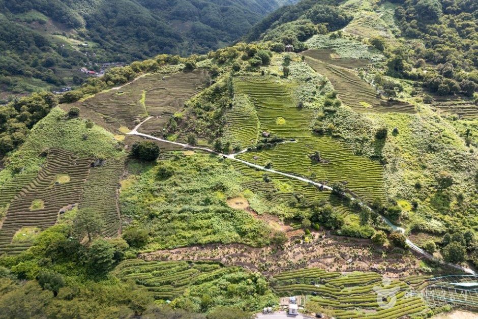 경남_하동군_화개동천 야생차밭 (4).jpg
