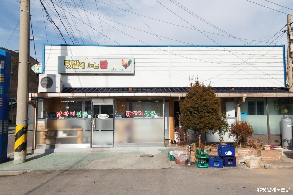 畑で遊ぶ鶏