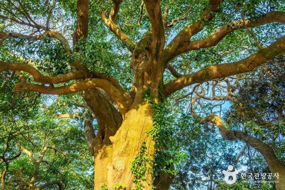 완도 맹선리 상록수림