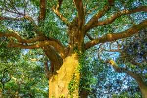 완도 맹선리 상록수림