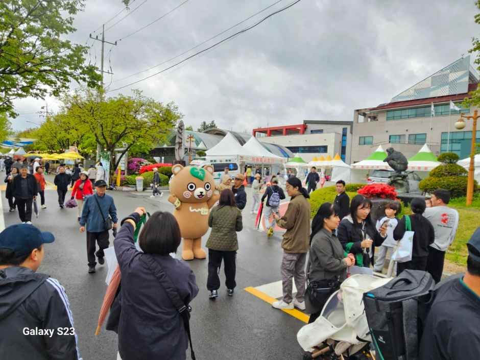 청춘양구 곰취축제