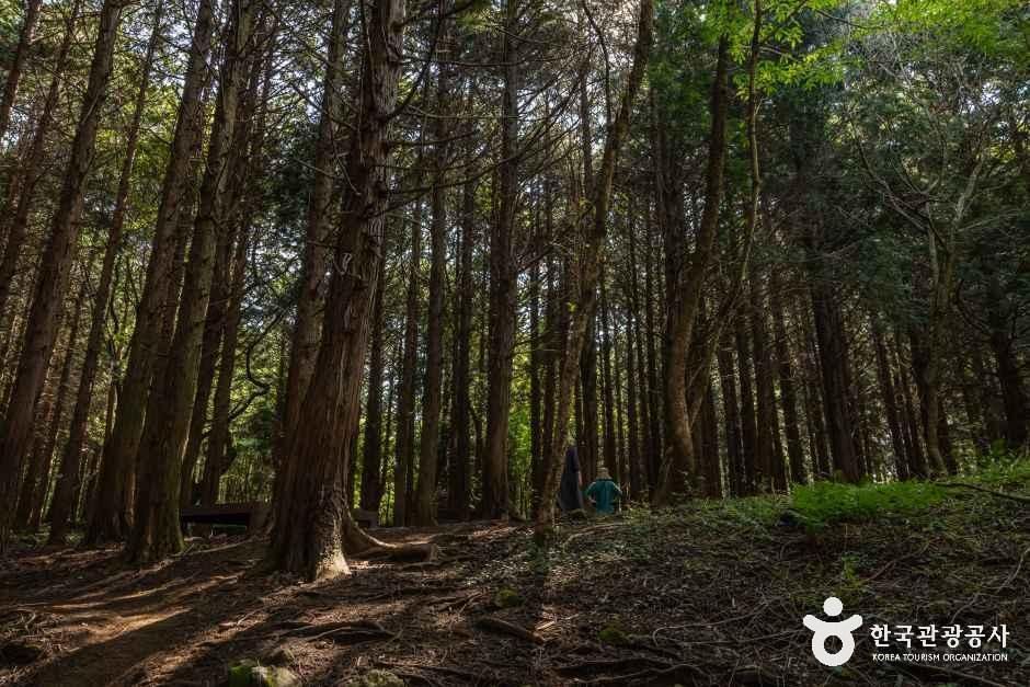 아라동 치유의 숲