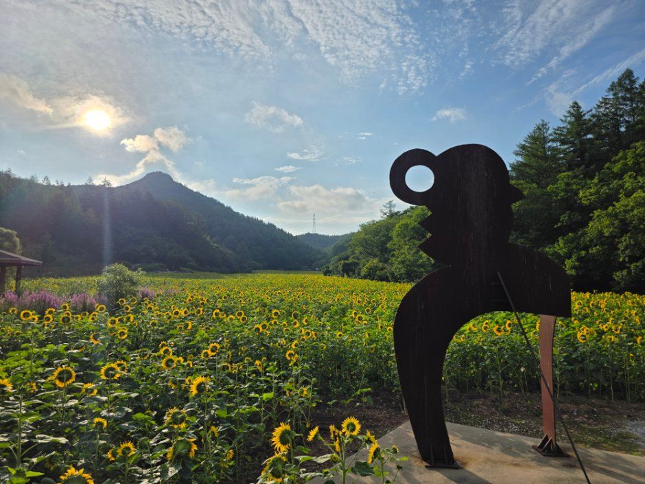 Taebaek Sunflower Festival