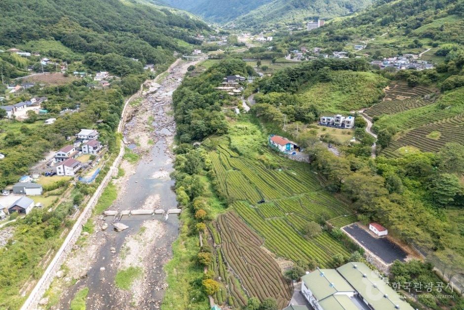 경남_하동군_화개동천 야생차밭 (5).jpg
