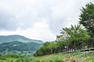 단장 이팝꽃 터널길 (4) 미리보기
