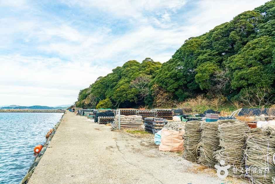 완도 맹선리 상록수림