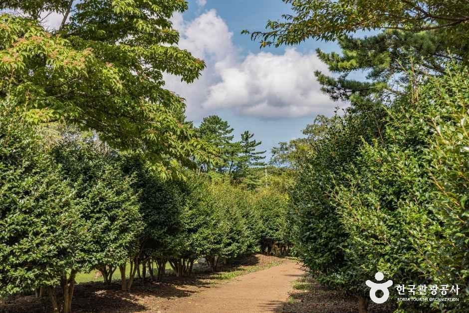 제주_이끼숲소길 (9).jpg