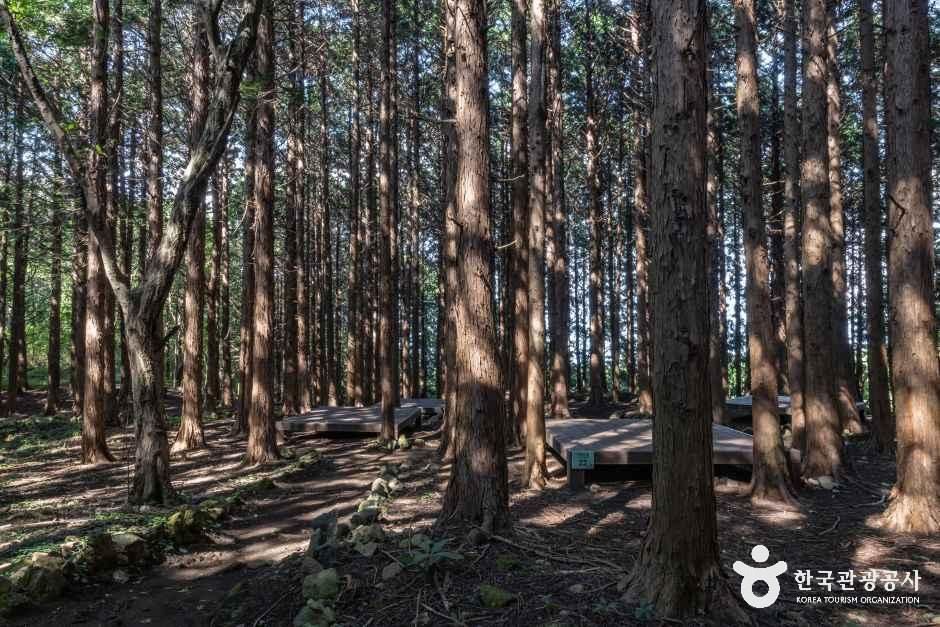 아라동 치유의 숲