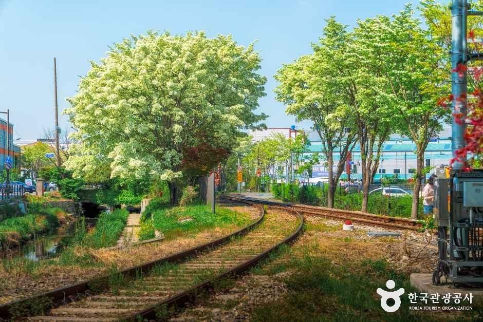 팔복동 이팝나무 철길