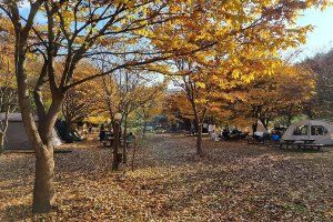 영월_꿈엔들캠핑장 (1).jpg