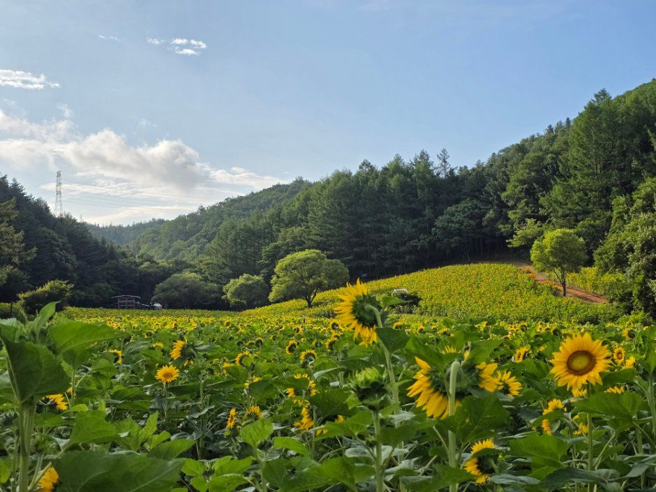 Taebaek Sunflower Festival