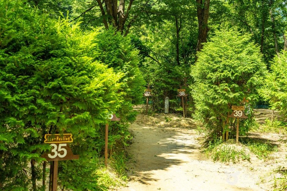 강원_원주시_금대자동차야영장 (4).jpg