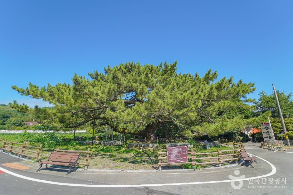 Jangheung Okdang-ri Hyoja Pine Tree