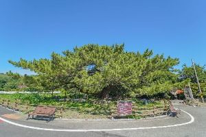 장흥 옥당리 효자송