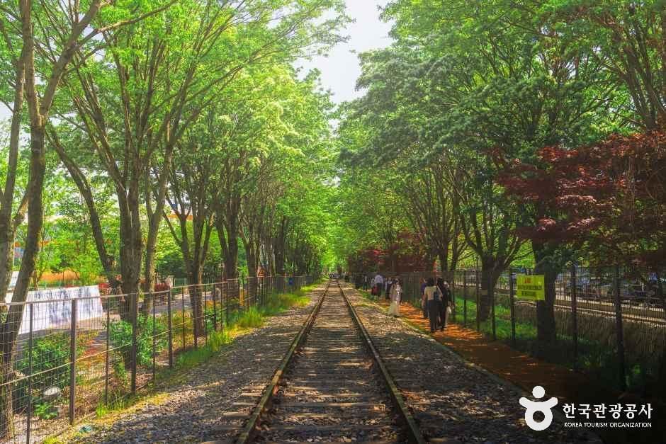 팔복동 이팝나무 철길