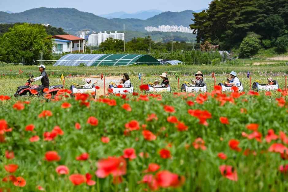 원주용수골꽃양귀비축제 - 강원특별자치도 원주시 용수골길 311 관광 명소