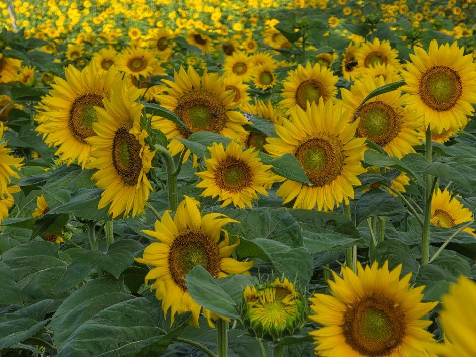 Taebaek Sunflower Festival