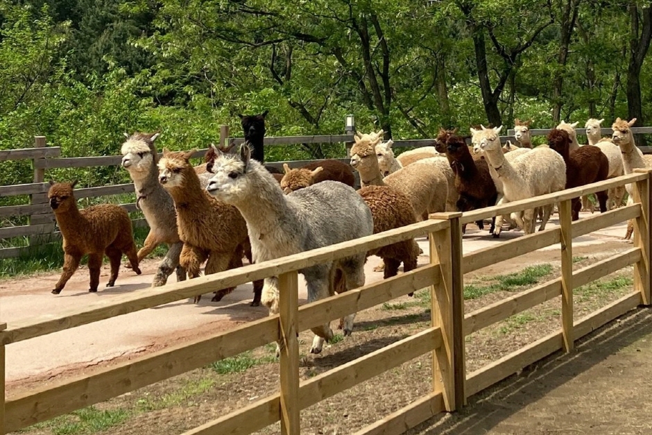 Alpaca World (알파카월드) : VISITKOREA