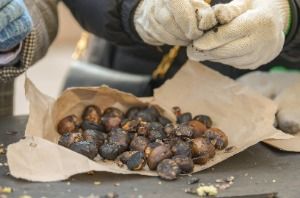 2026 겨울공주 군밤축제 6