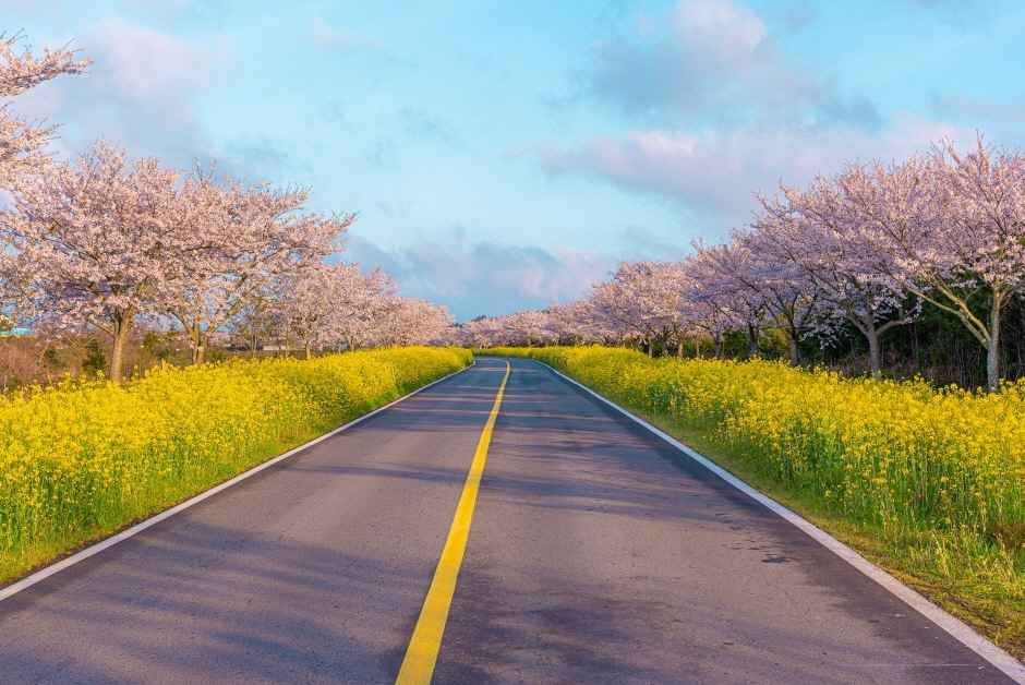 Noksan-ro Canola Flower Road