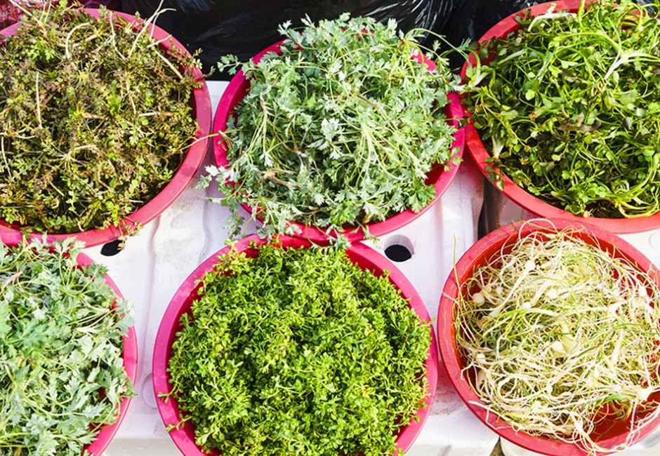 두릅 산나물 축제