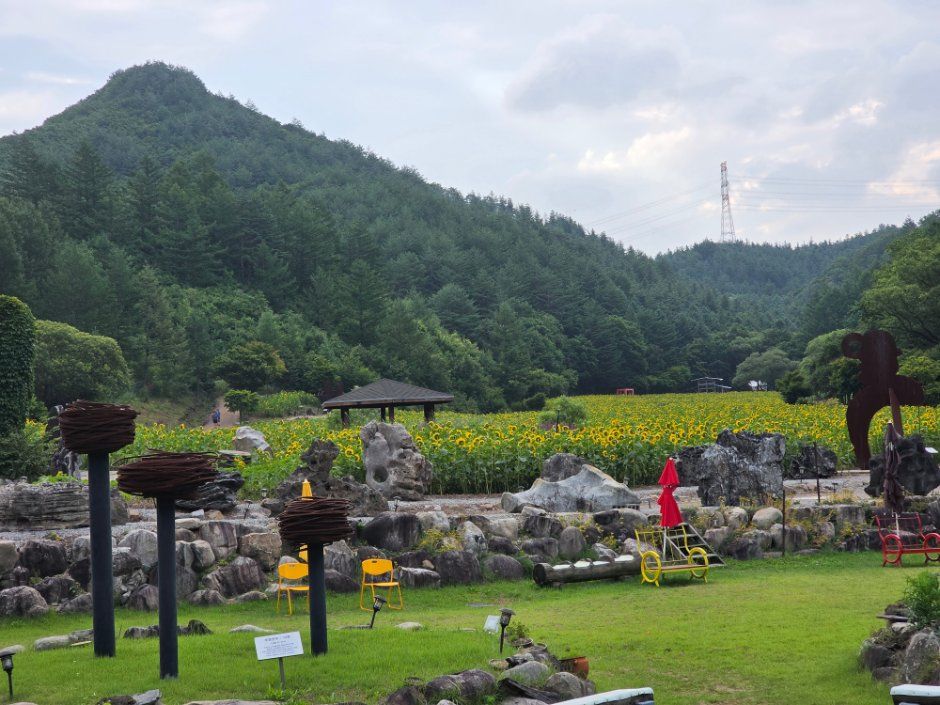 Taebaek Sunflower Festival