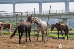 충북_충주_남한강승마클럽(15)