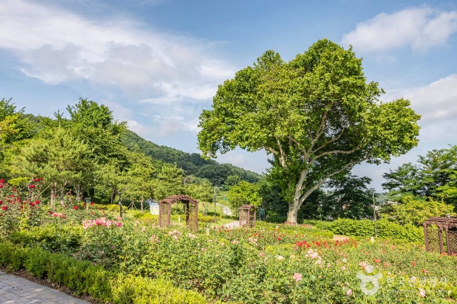 Rose Park