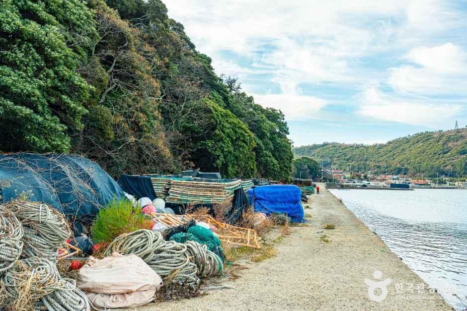완도 맹선리 상록수림