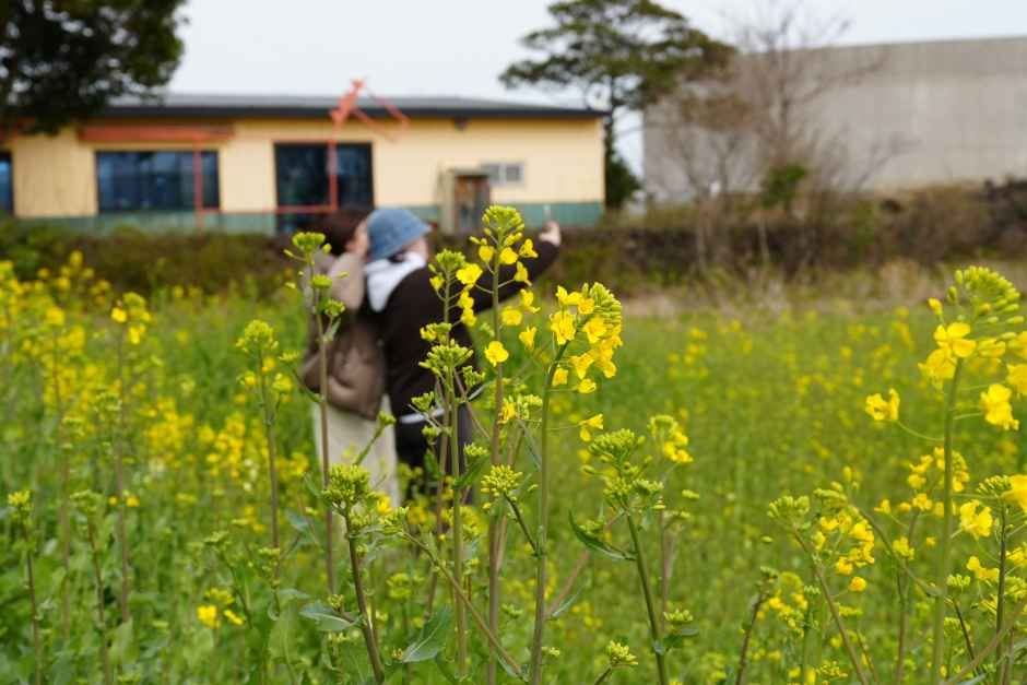 西归浦油菜花节