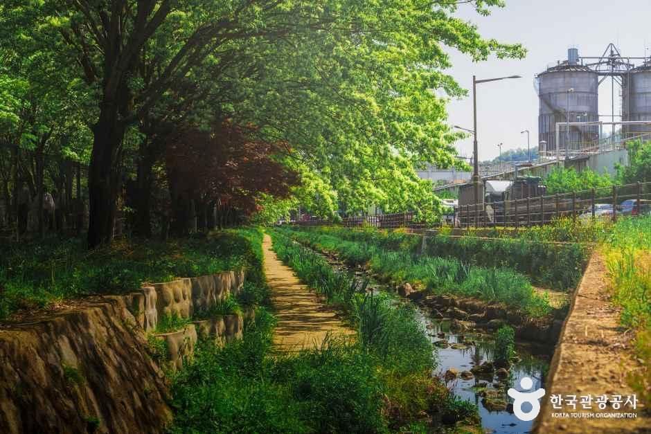 팔복동 이팝나무 철길