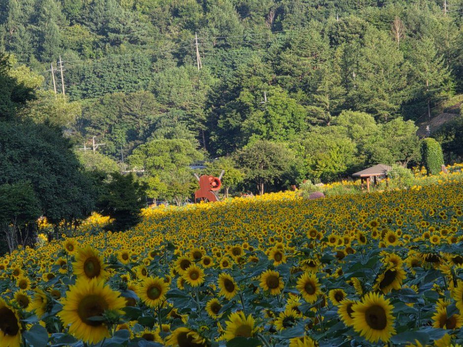 Taebaek Sunflower Festival