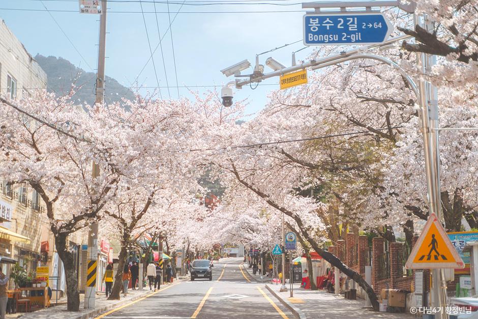 SNS_벚꽃에 진심인 편, 대리만족 통영 벚꽃로드_통영봉숫골 1-1