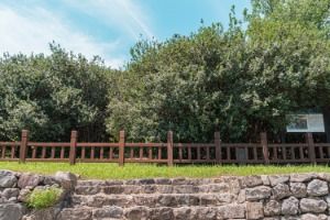 부안 도청리 호랑가시나무군락